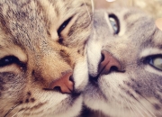 英雄联盟总决赛门票-欧文如风暴撕裂夜空，国王织金线窒息公牛