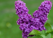 英雄联盟总决赛赛程-紫金风暴席卷达拉斯，当NBA遇上欧冠决赛的终极博弈