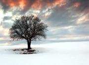 英雄联盟总决赛-跨越国界的体育精神，从埃及篮球到NBA总决赛的胜利赞歌