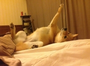 英雄联盟总决赛时间-时空缝隙中的绿茵奇迹，洪都拉斯如何在平行宇宙的欧冠半决赛中完胜韩国