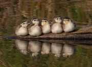 英雄联盟总决赛-用一管改写生死簿，哈弗茨末节15分逆转季后赛抢七之夜