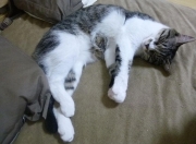 英雄联盟总决赛2025-冰火交锋，芬兰中场机器戈麦斯如何撕碎卡塔尔的沙漠防线