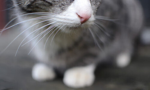 指挥家的乐章，巴尔韦德如何在对阵摩纳哥时以节奏掌控全局