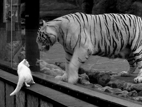 36+15+6！班凯罗令爵士防线崩盘，东契奇关键球导演加时逆转