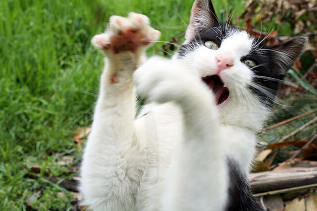 神剑出鞘！塔图姆硬仗之王加冕世界排名争夺战之夜