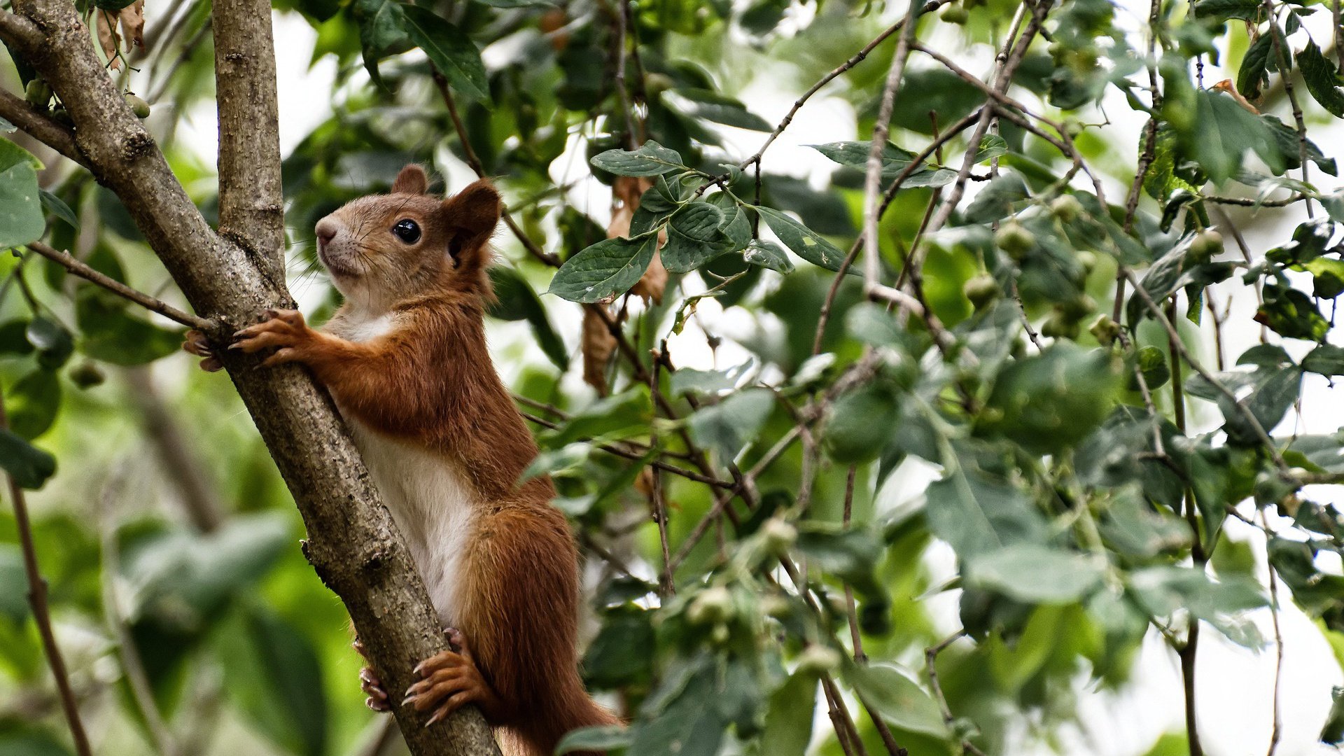 克莱的逆袭，美加墨世界杯夜晚的实力证明