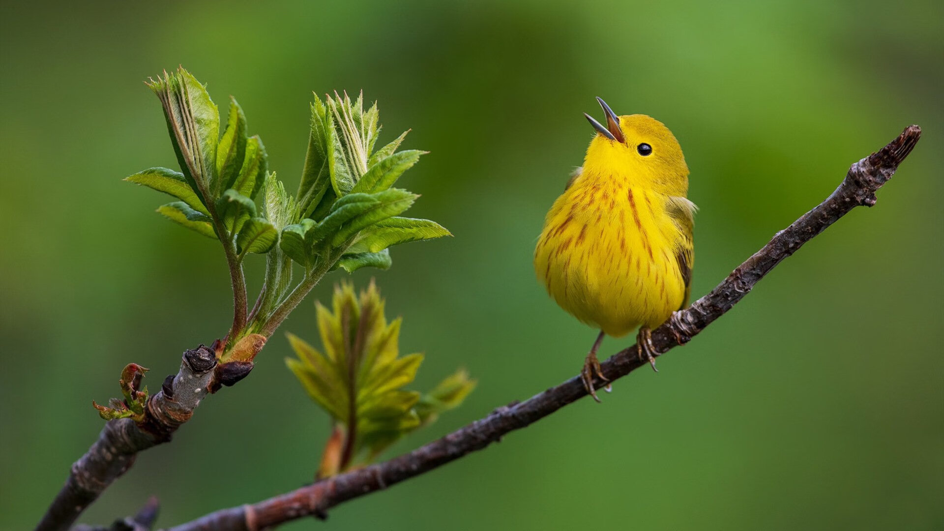 鏖战90分钟，本泽马一脚定乾坤！阿根廷击败爱尔兰