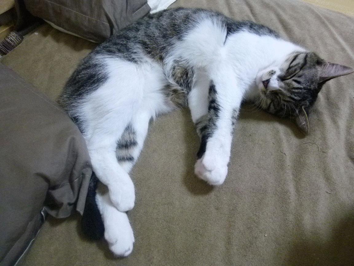 冰火交锋，芬兰中场机器戈麦斯如何撕碎卡塔尔的沙漠防线